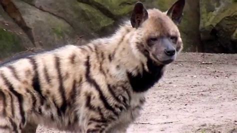 Striped hyena — a hyena, hyaena hyaena, of northern africa, arabia, and india, having a grayish coat with distinct blackish stripes. Kilik_Odagawa (u/Kilik_Odagawa) - Reddit