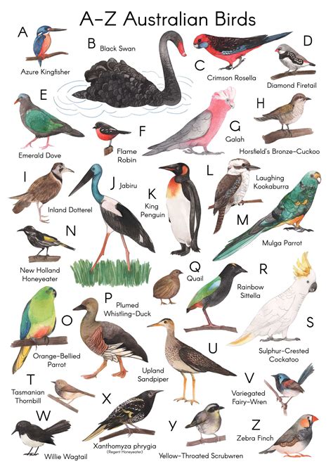 A Z Australian Birds Meander Designs