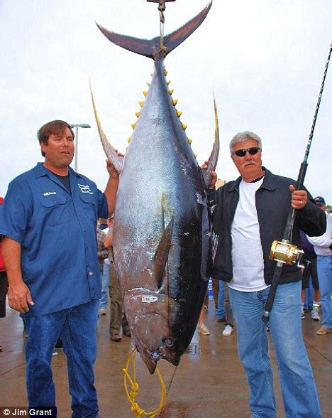 Man Catches 405 Pound Tuna Shattering 33 Year Old World Record Daily