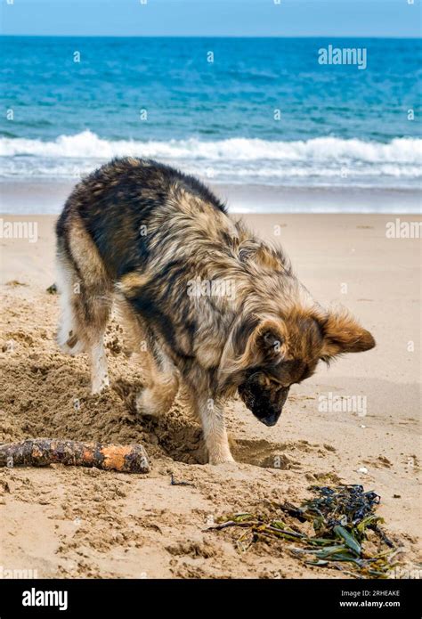 German Shepherd Dog Digging In Sand On Beach At Dornoch Sutherland