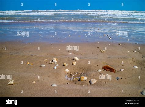 Beach With A Lot Of Seashells On Seashore In South Padre Island Texas