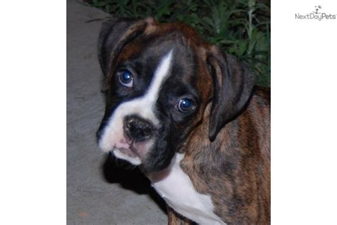Trouvez les meilleures images gratuites sur le thème « boxer puppies for sale near raleigh nc ». Boxer for sale for $650, near Charlotte, North Carolina. 91422b76-6a31
