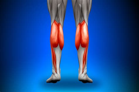 How To Build Calf Muscles For Size And Strength