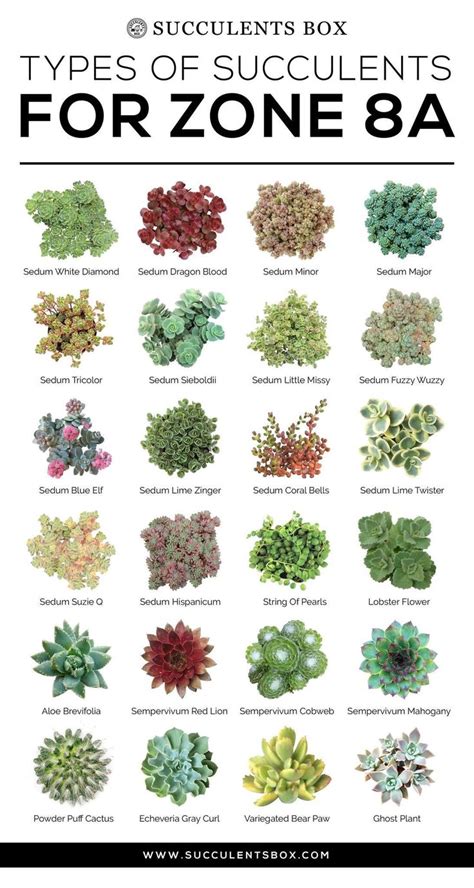 Choosing Succulents For Zone 7 And 8 Texas Georgia Virginia And Nort