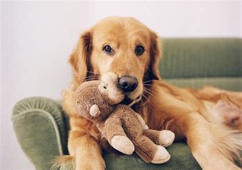 Cute Dog Golden Retriever Teddy Bear Image 459780 On