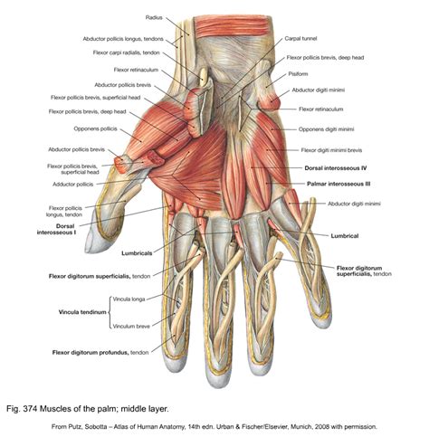 Anatomy Of The Hand And Wrist With Tendons