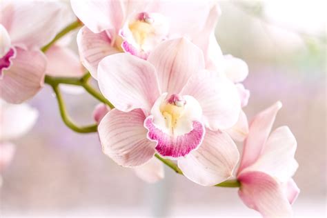 Nature Orchid Hd Wallpaper