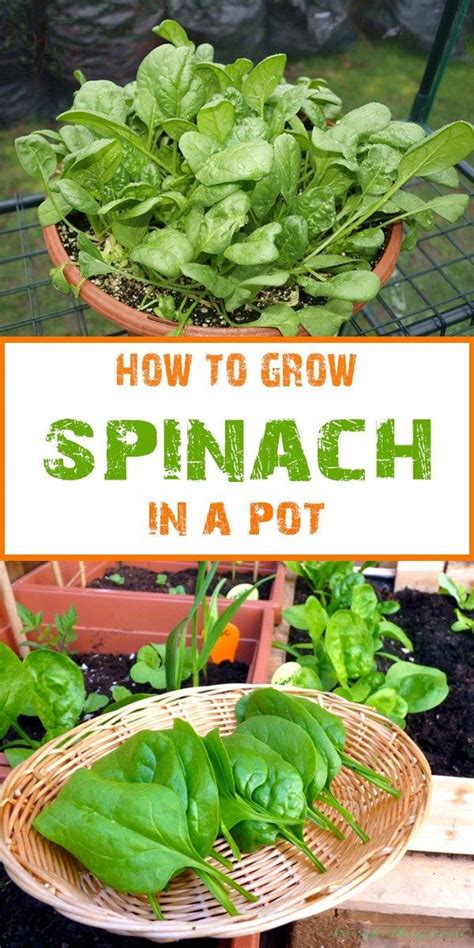 How To Grow Spinach Growing Spinach Growing Vegetables Organic