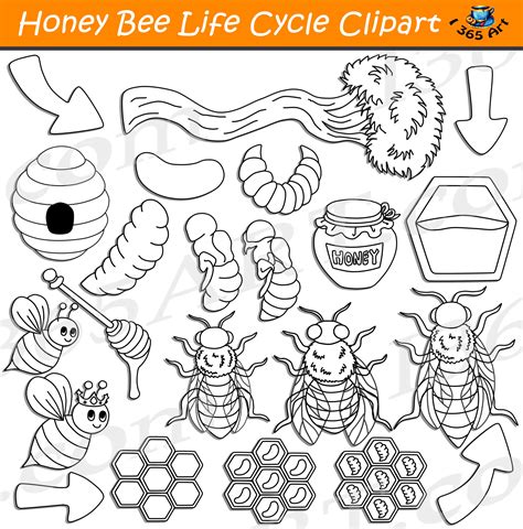 Honey Bee Life Cycle Clipart Bundle Clipart 4 School