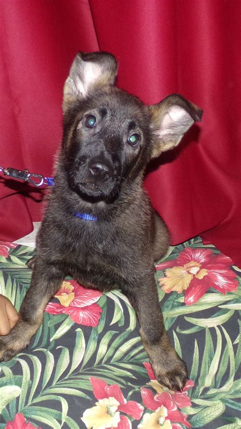 Red Sable German Shepherd Puppies For Sale Near Me Bmo Show