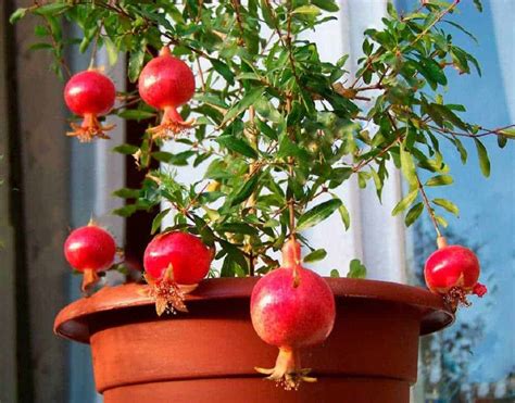 Cómo Cuidar Y Cultivar Un árbol De Granada En Una Maceta Jardinería Y