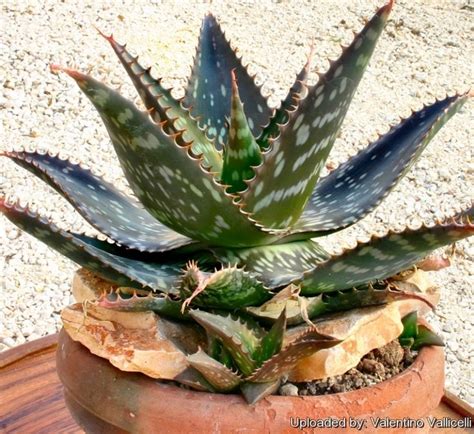 Aloes are also valued horticultural subjects, making stunning additions to gardens in drier climes. http://www.llifle.com/Encyclopedia/SUCCULENTS/Family ...