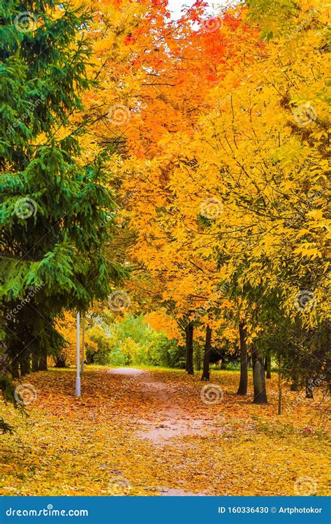 Trees Change Color In Fall Beautiful Landscape Season In Park Bright