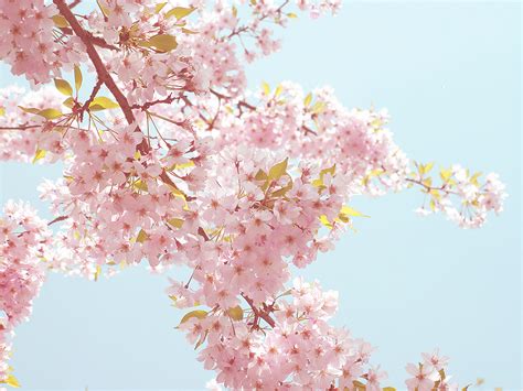 Free Download Sakura Wallpaper By Zikarra On X For Your Desktop Mobile Tablet