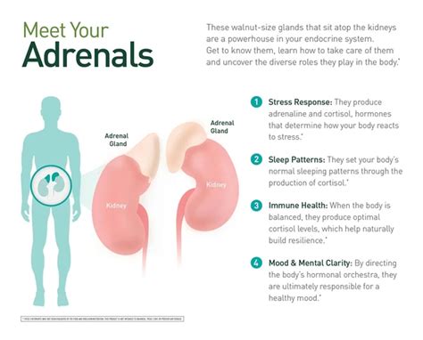 Why Adrenal Gland Health Matters Gaia Herbs®
