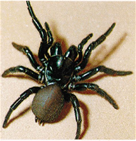 Learn facts about funnel web spiders and funnel weaver spiders. Mceachern blog