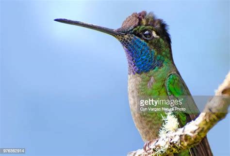 Magnificent Hummingbird Photos And Premium High Res Pictures Getty Images