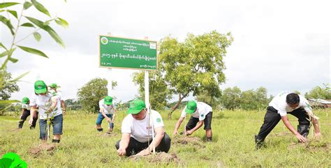 Tree Planting Activities Yum Yum