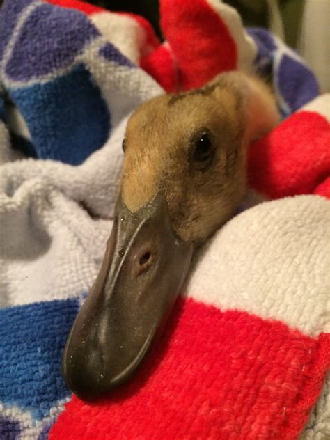 A Duck Laying On Top Of A Blanket Covered In Blankets
