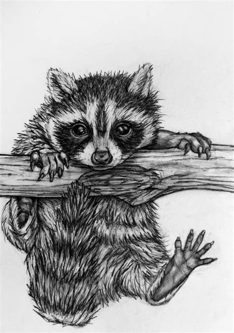 Original Raccoon Pencil Drawing 62 Baby Raccoon