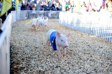 Little Pigs Racing At The Tn State Fair Tn State Seasons Of The