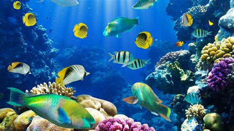 Nature Fish Coral Reef Exotic Wallpaper 1920x1080 260738 Wallpaperup
