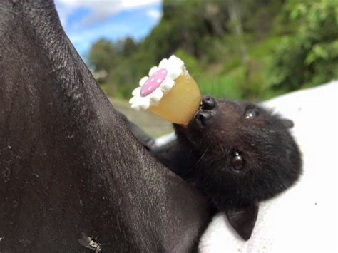 This Fruit Bat Is An Important Part Of The Ecosystem She Also Enjoys
