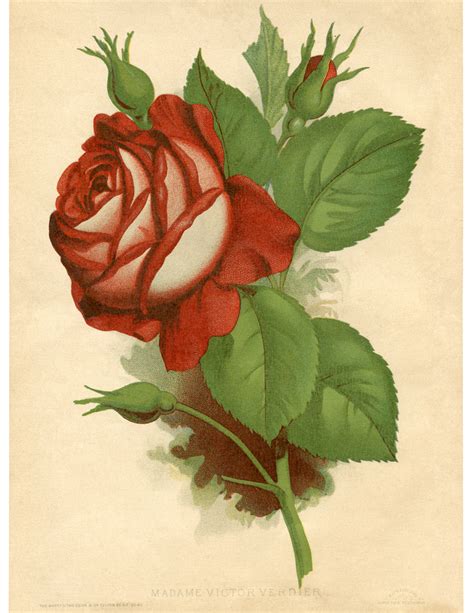 Vintage Red Rose Clip Art
