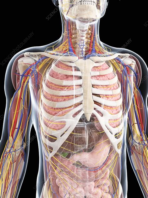 It is the most complete reference of human explore over 6700 anatomic structures and more than 670 000 translated medical labels. Male anatomy, artwork - Stock Image - F006/8453 - Science ...