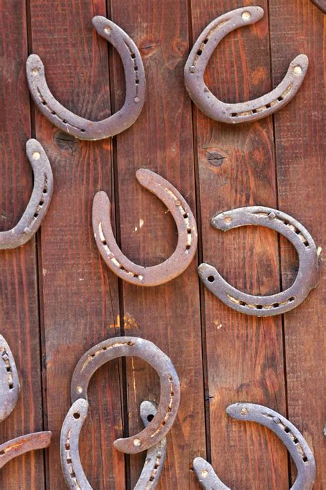 9 Different Types Of Horse Shoes