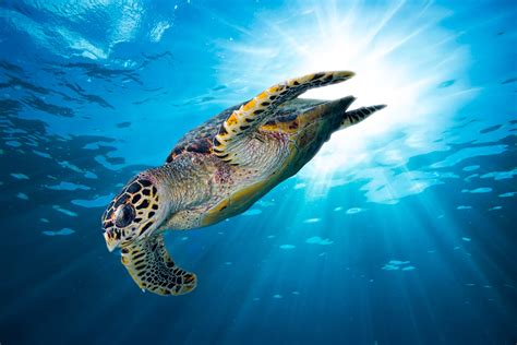 Hawksbill Sea Turtle Fact And Information Guide American Oceans
