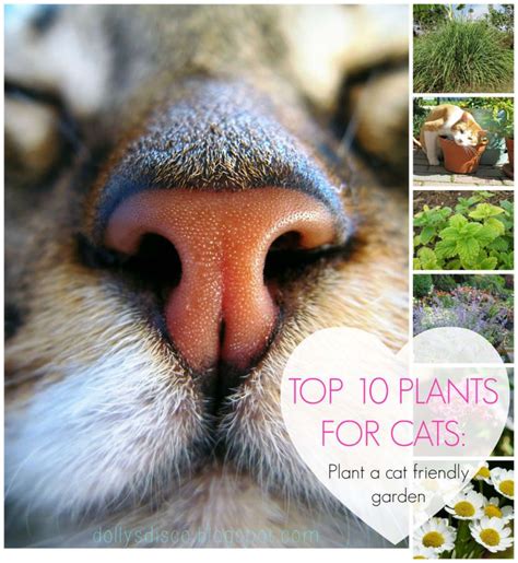 Recent studies conducted in the usa show that one of the active ingredients contained in the flowers and leaves of below are some methods for how to use the rosemary on cats and how to give them if needed. TOP 10 PLANTS FOR CATS - PLANT A CAT FRIENDLY GARDEN FOR ...