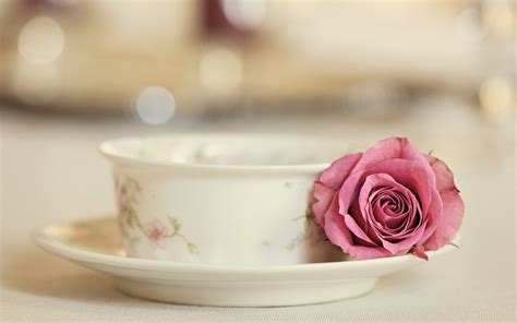 Free Download Rose With Tea Cup Widescreen Hd Wallpaper 1920x1200 For