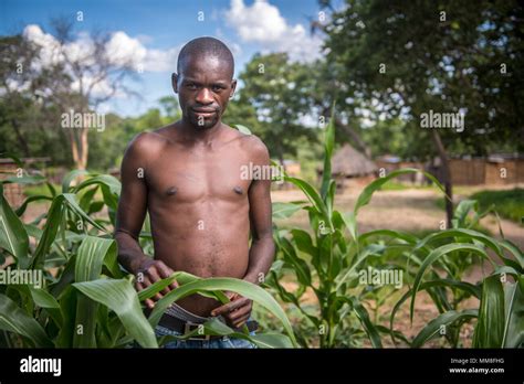 A Young Zambian Man Stands With His Crop Of Corn In A Village In