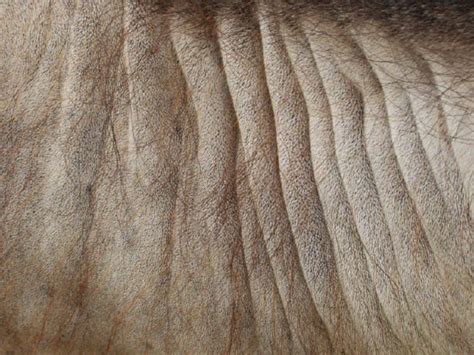 This way, the skin is a byproduct that's making use of something that would be discarded. Camel Pictures and Facts: Arabian Camels Page 7