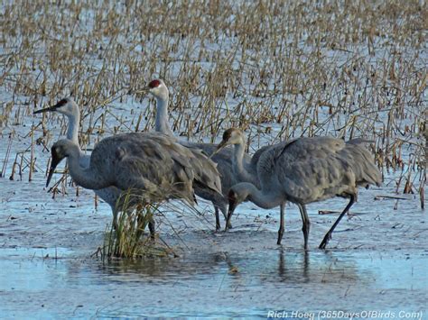 Day 289 Sandhill Cranes Crex Meadows Fall Migration 365 Days Of Birds