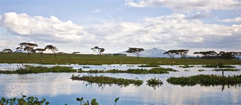 Exclusive Travel Tips For Your Destination Lake Naivasha In Kenya