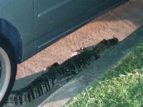 Wildlife Crew Near Conroe Removes 9 Foot Gator