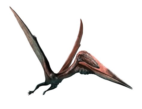 Pterosaurs Png Transparent Images Png All