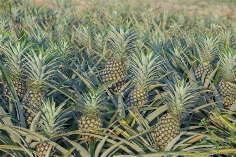 Premium Photo Pineapple Plant Tropical Fruit Growing In A Farm