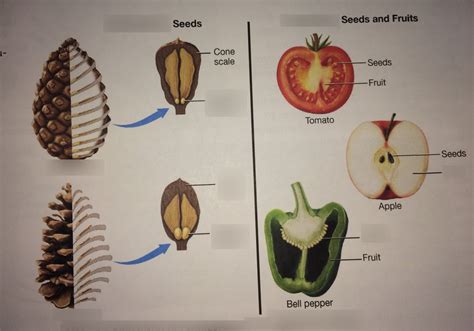 Bio Lab Exam Gymnosperm Seeds V S Angiosperms Seeds And Fruits Diagram Quizlet