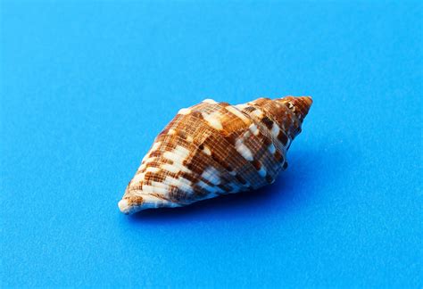 Snailmolluscummarinesea Shellssea Snail Free Image From