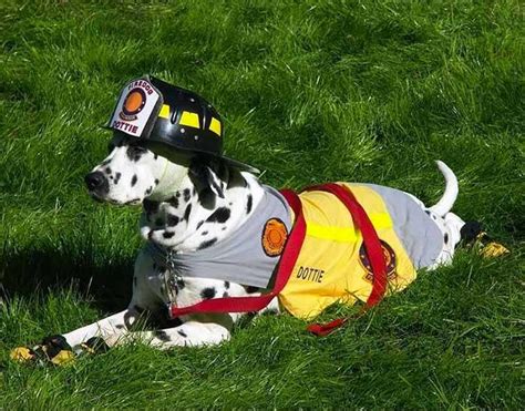 National Fire Pup Day Celebrates Firefighter Dogs