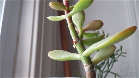 Cactus that have ribs are particularly well adapted to this because the ribs fill in and contract like an accordion. Succulent Growing Roots From Stem | The Garden