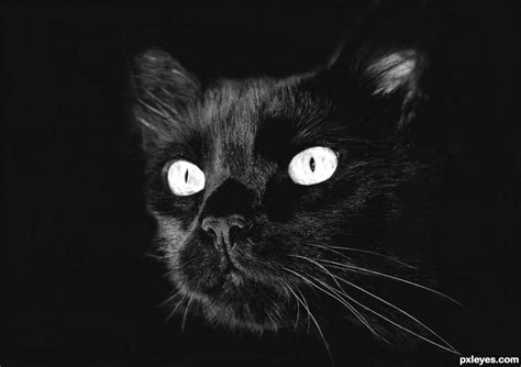The Eyes Of The Cat Picture By Chrys Rizzo For Black And