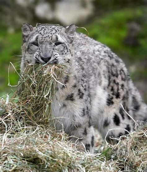 Pin By Katie Buscher On Snow Leopard Snow Leopard Wild Animals
