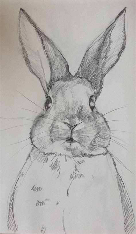 Pencil Sketch A Sweet Bunny Animal Drawings Sketches Sketches Art