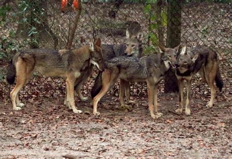 Red Wolf Pups At The Tallahassee Museum December 2017 Update