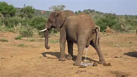 Madikwe Game Reserve Elephant Poo And Pee January 2019 Youtube
