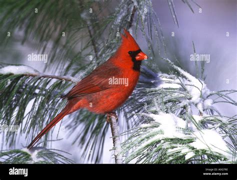 Male Northern Cardinal Snowy Pine Tree Stock Photo Alamy